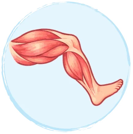 Les muscles d'une jambe.